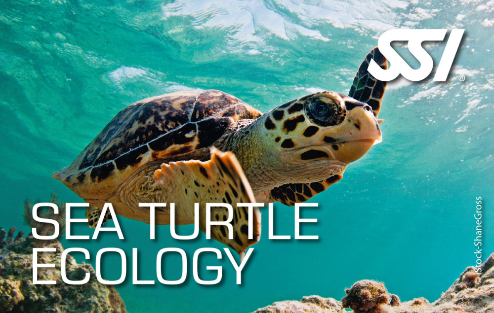 Sea Turtle Ecology Kit
