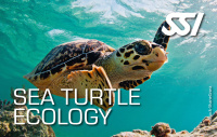 Sea Turtle Ecology Kit