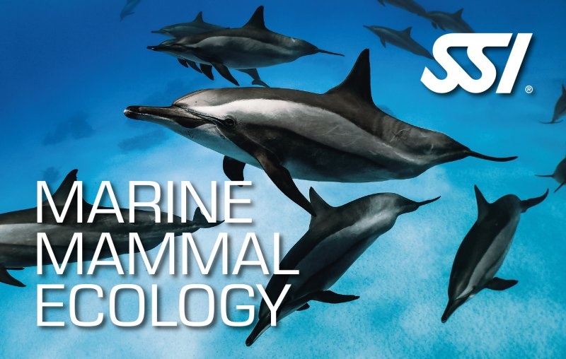 Dolphin & Marine Mammals Ecology Kit